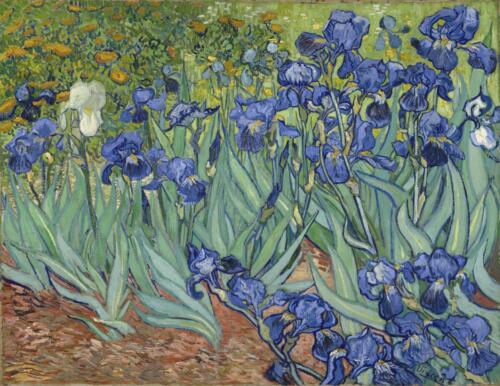 Irises_(1889)